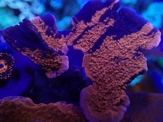 WYSI Grafted Scrolling Monti