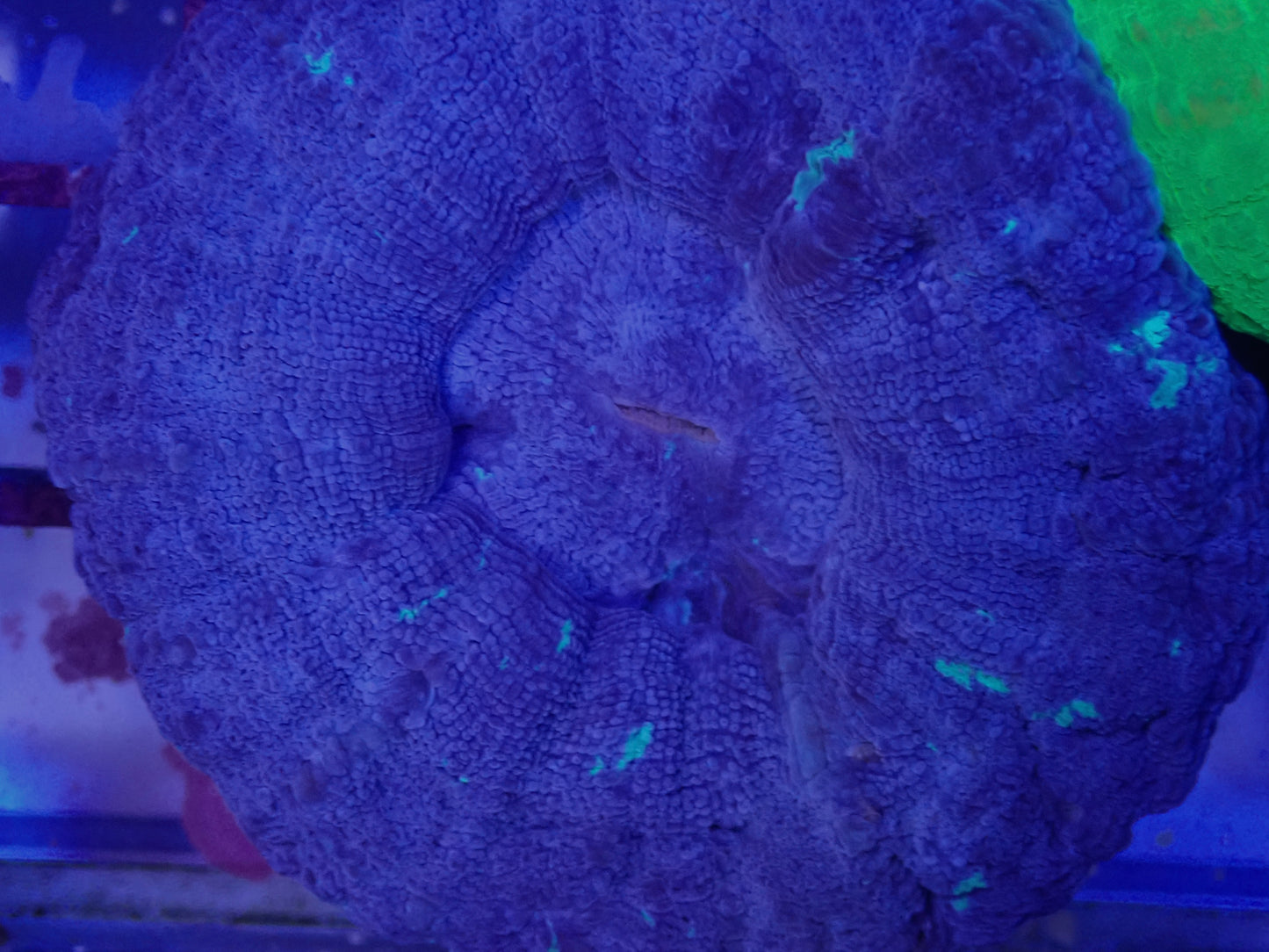 Light Purple Scolly