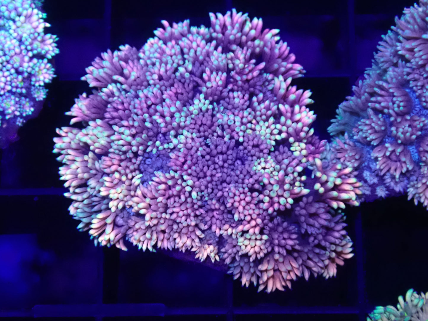 WYSI Multicolour Goni