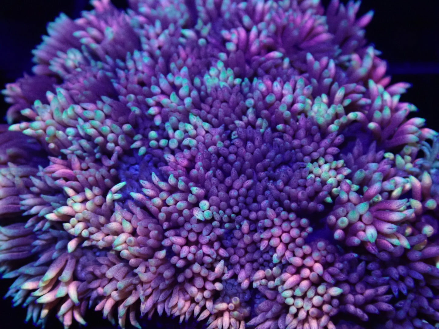 WYSI Multicolour Goni