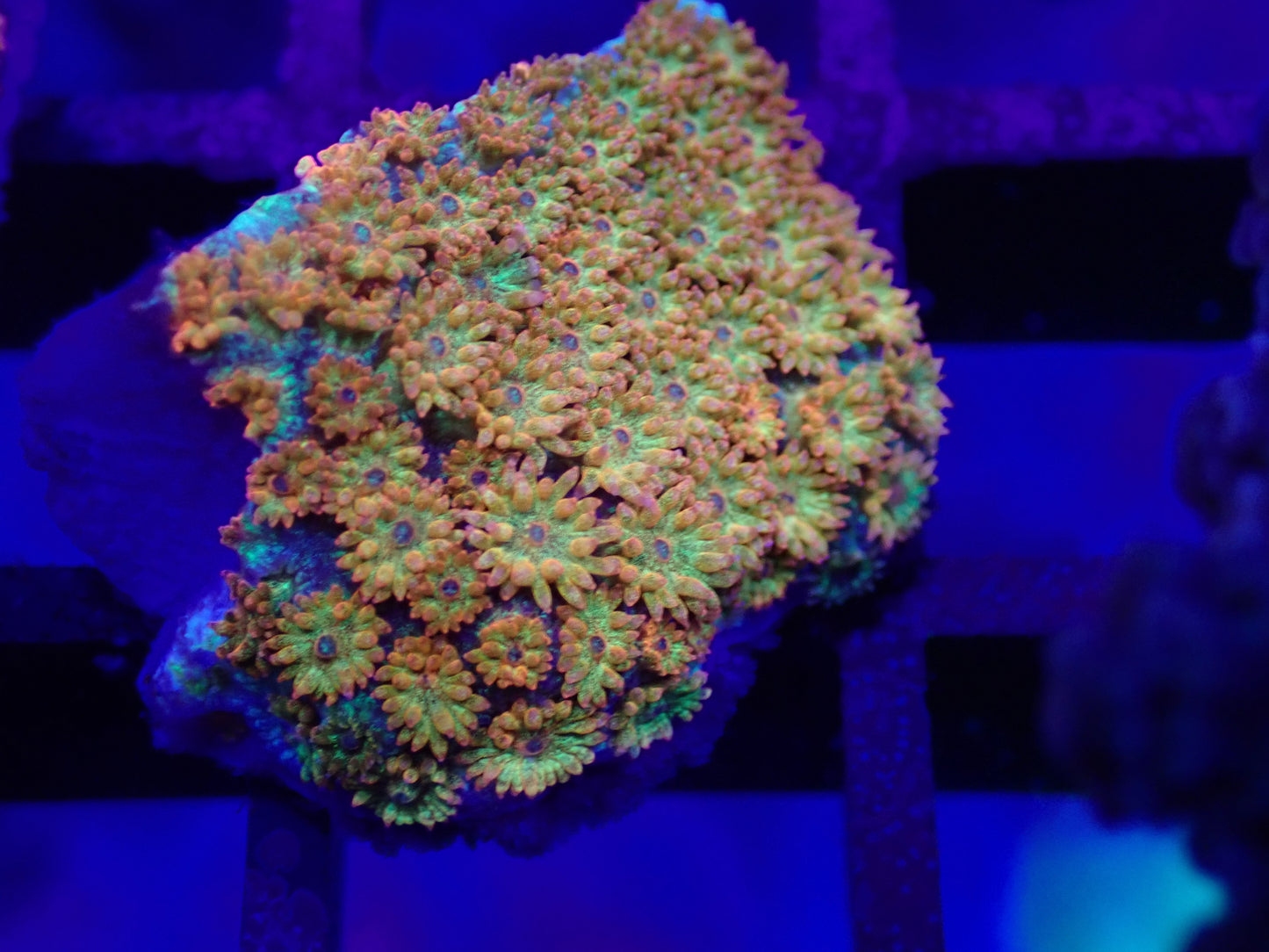Orange Bernardpora