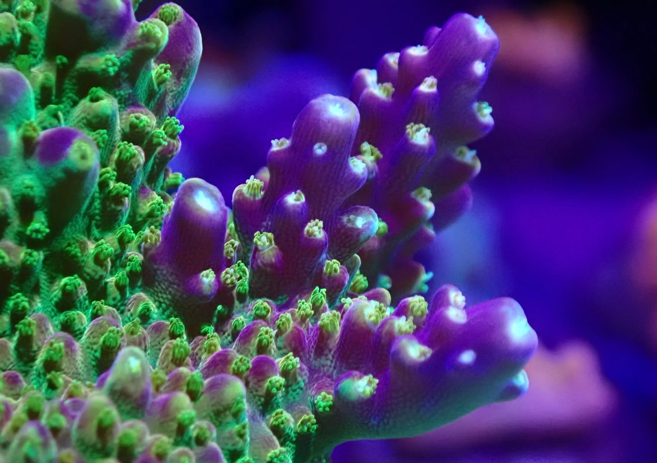 Rainbow Loom Acro Frag