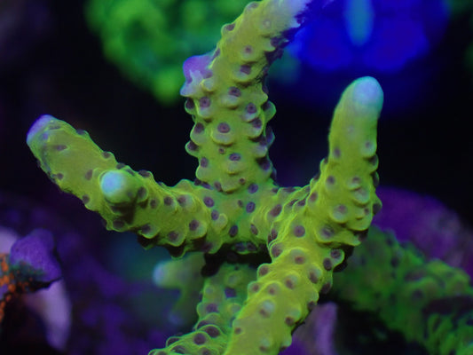 Golden Rod Anacropora