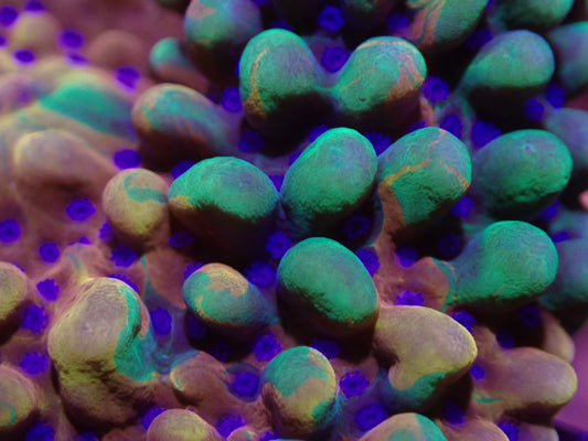 RARE Grafted Orange & Green Montipora Danae