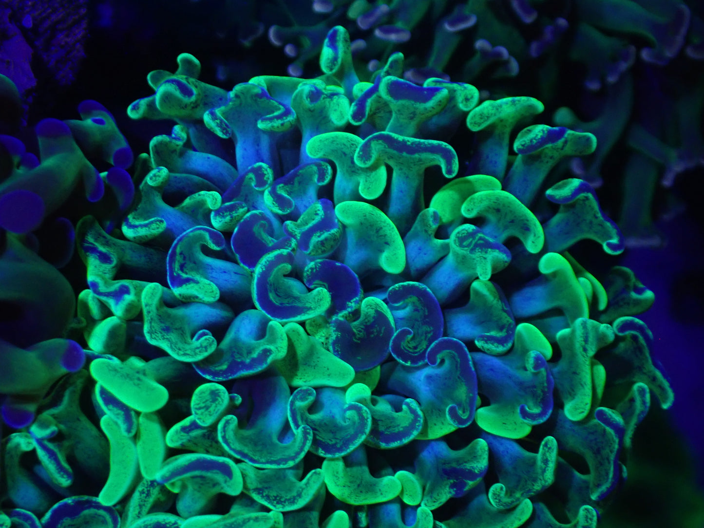 ULTRA Blue stem mottle green hammer