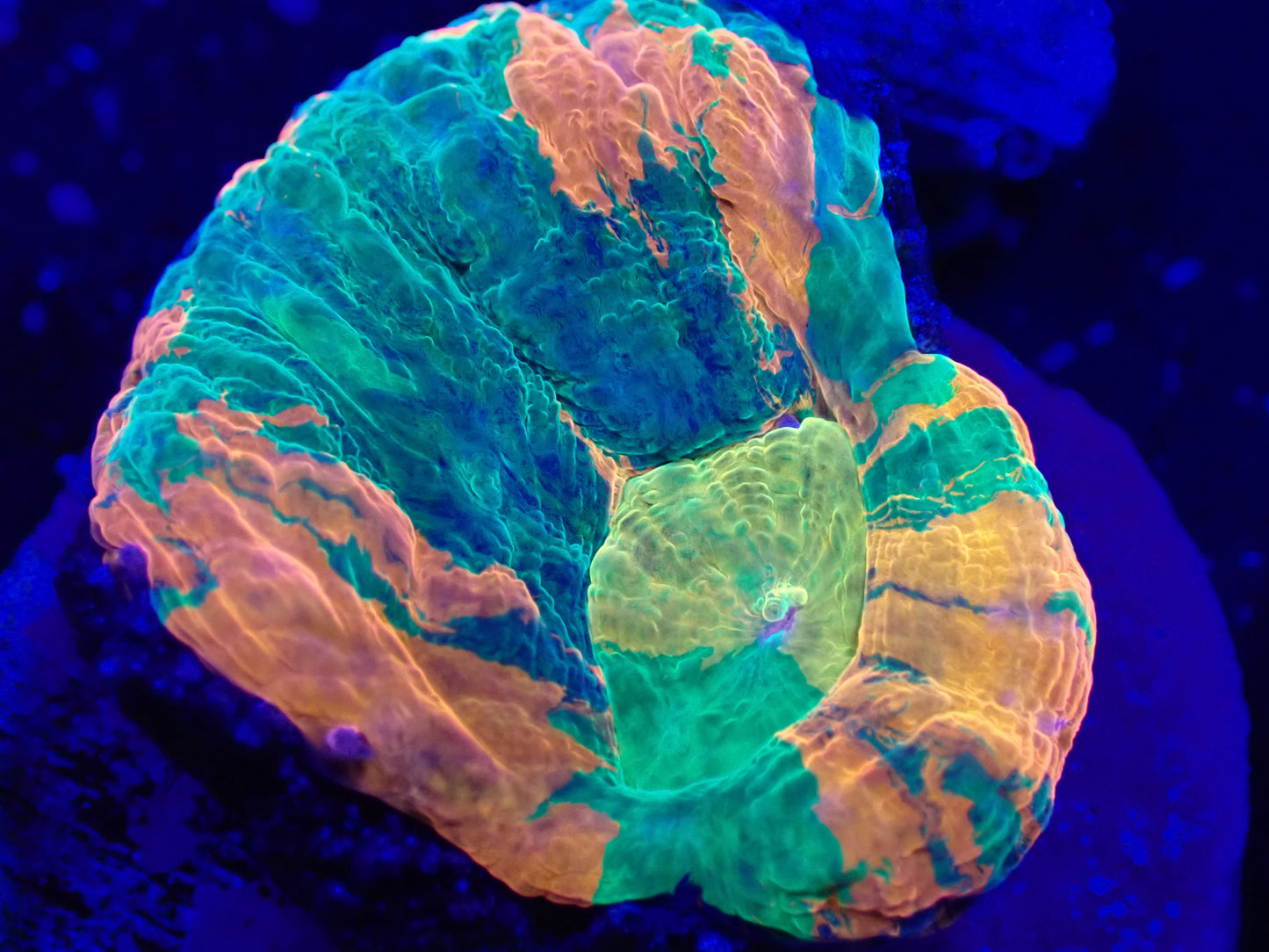Gold Mouth Scolly Frag