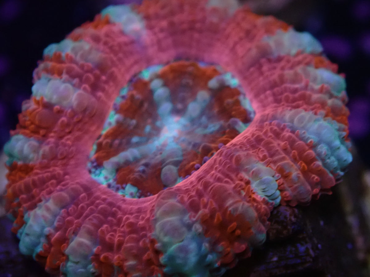 Wysi Captive Acan