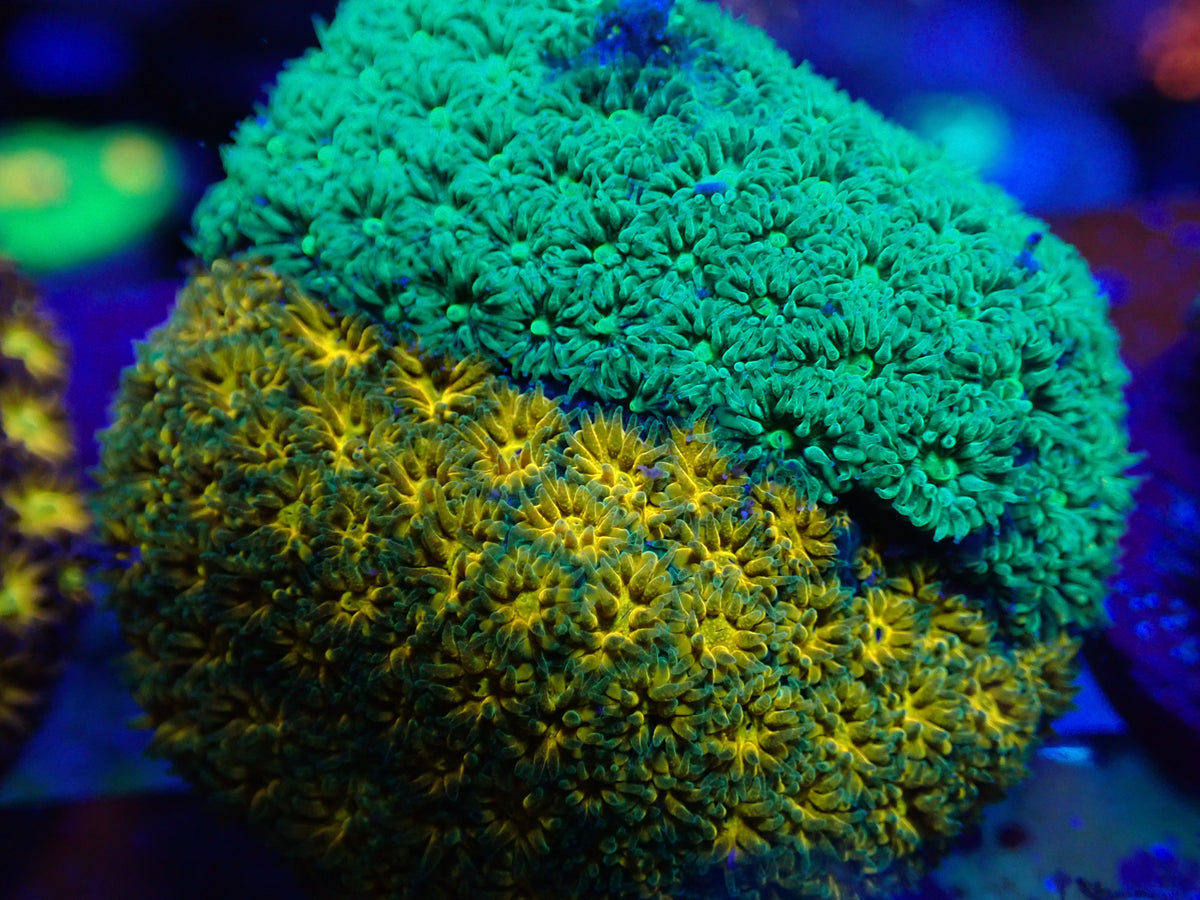 Dual Leptastrea wysi