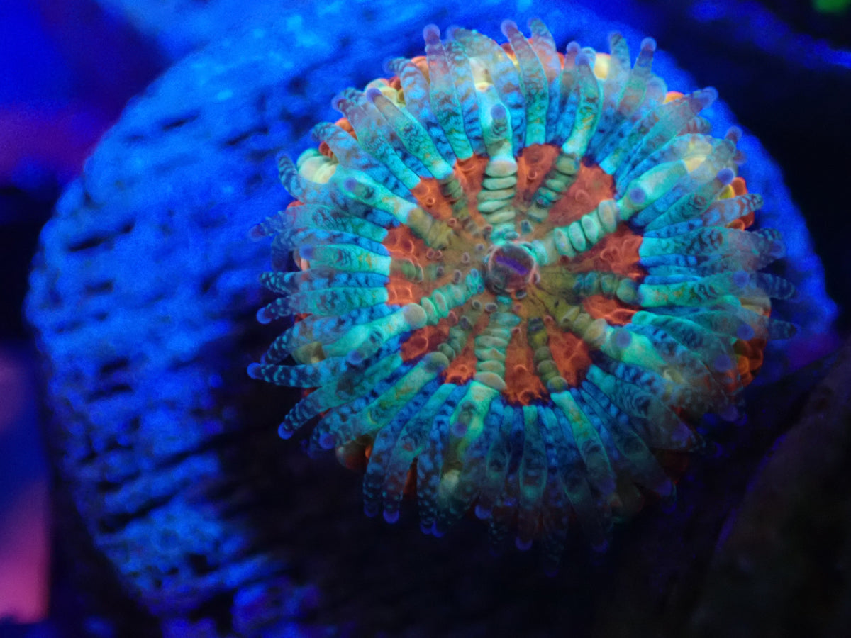 MA Captive Spawn Acan WYSI