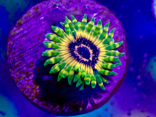 Adonis Zoanthid Polyp