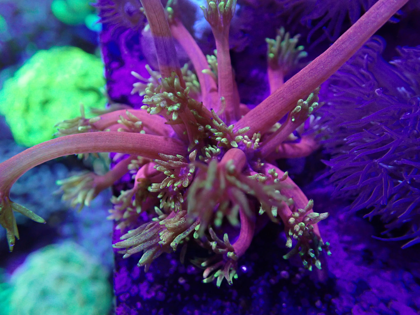 Tequilla Sunrise Gonipora