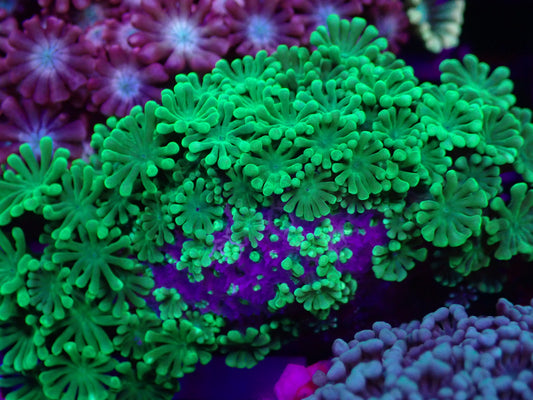 WYSI Ultra Alveopora - Toxic Green - Super Bright!