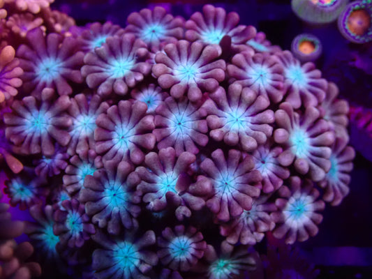 WYSI Ultra Alveopora - Pink with White Eye