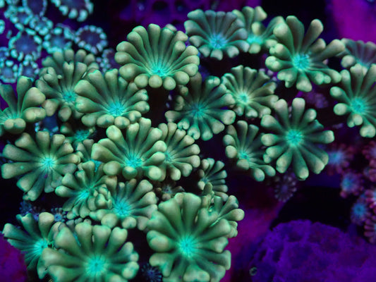 WYSI Ultra Alveopora