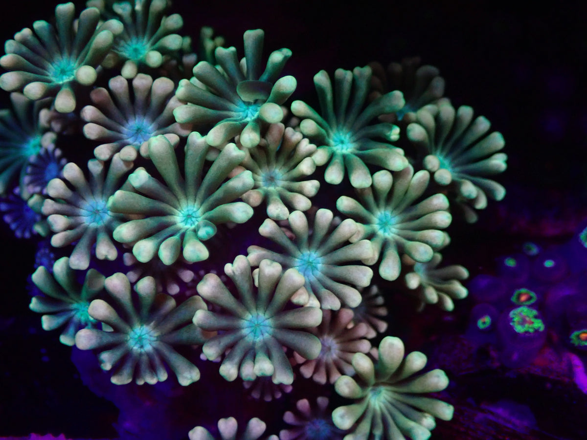 WYSI Ultra Alveopora Multicolour
