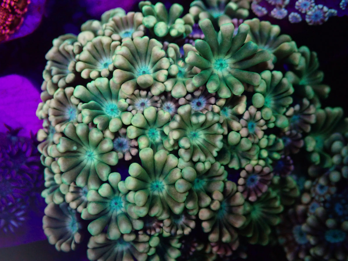 WYSI Ultra Alveopora Multicolour