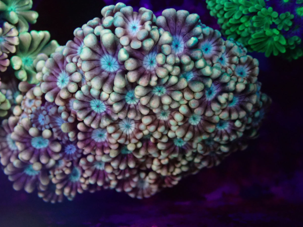 WYSI Ultra Alveopora