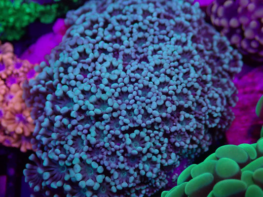 WYSI Blue Alveopora