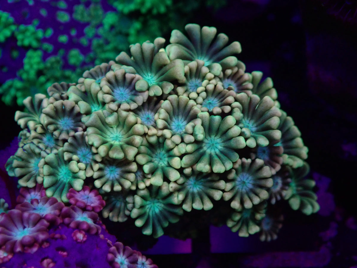 WYSI Ultra Alveopora