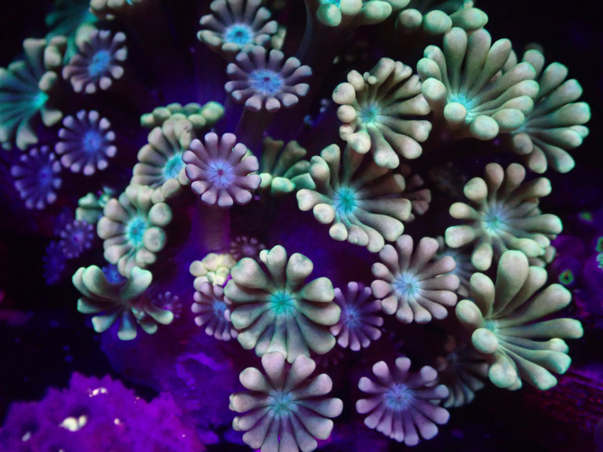 WYSI Multicolour Alveopora