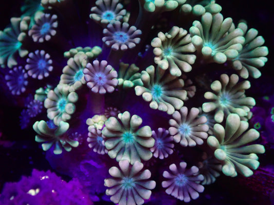 WYSI Multicolour Alveopora