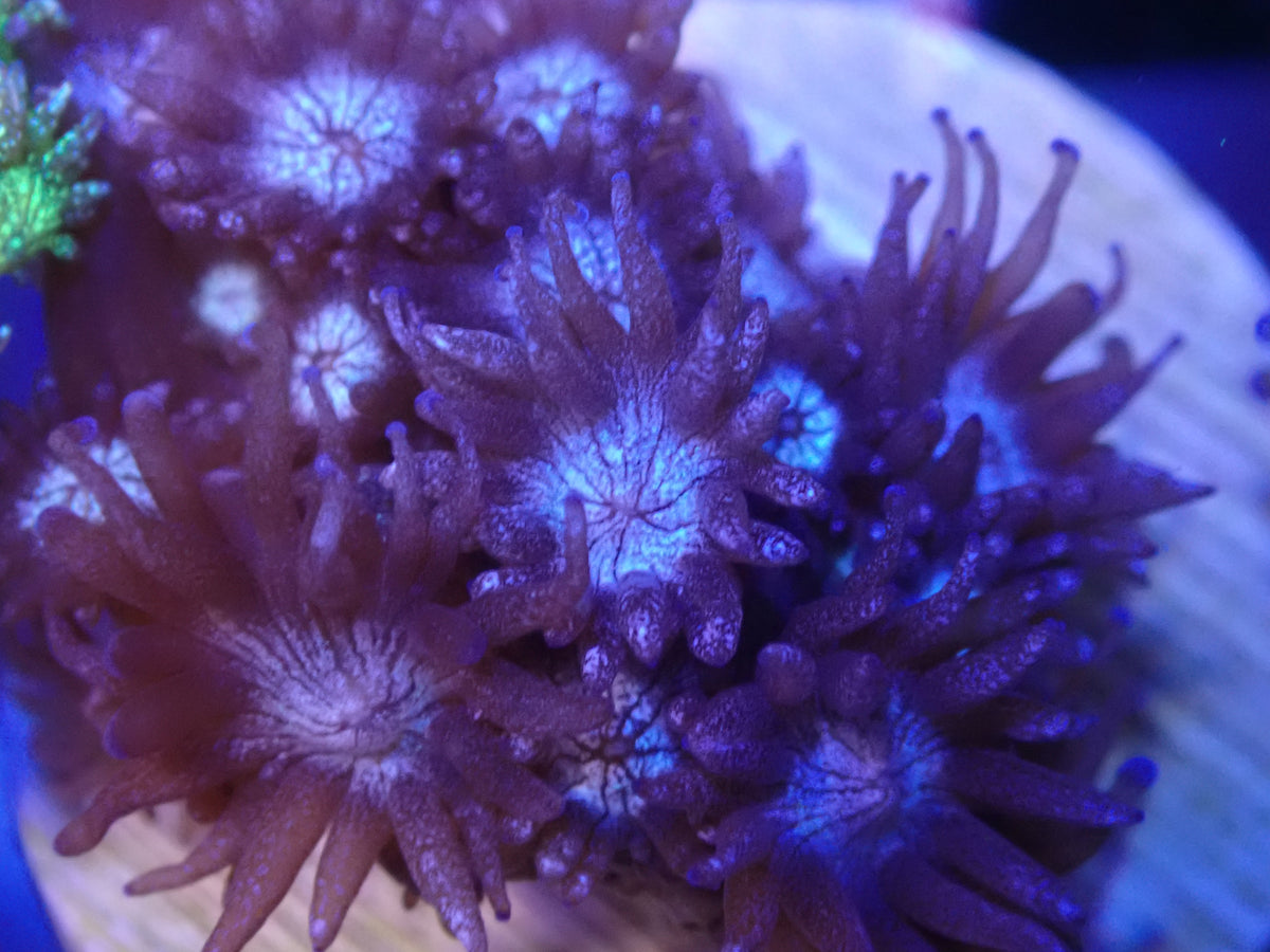 Purple Glitter Goni Frag