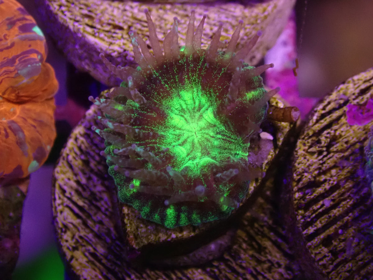 MA WYSI Captive Spawn Ultra Trachy