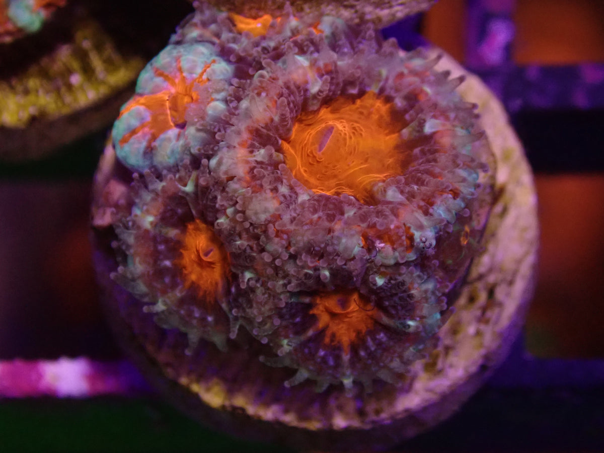 MA Captive Spawn Acan WYSI
