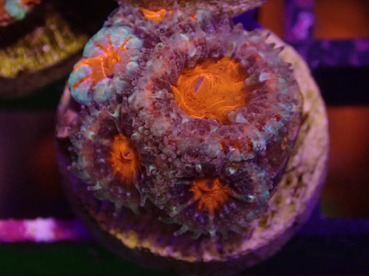MA Captive Spawn Acan WYSI