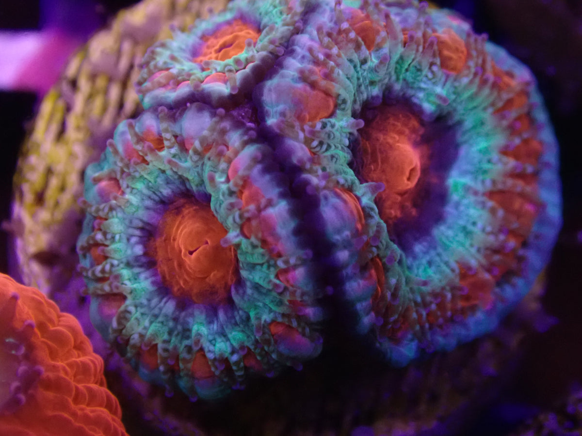 MA Captive Spawn Acan WYSI