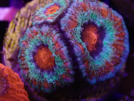 MA Captive Spawn Acan WYSI