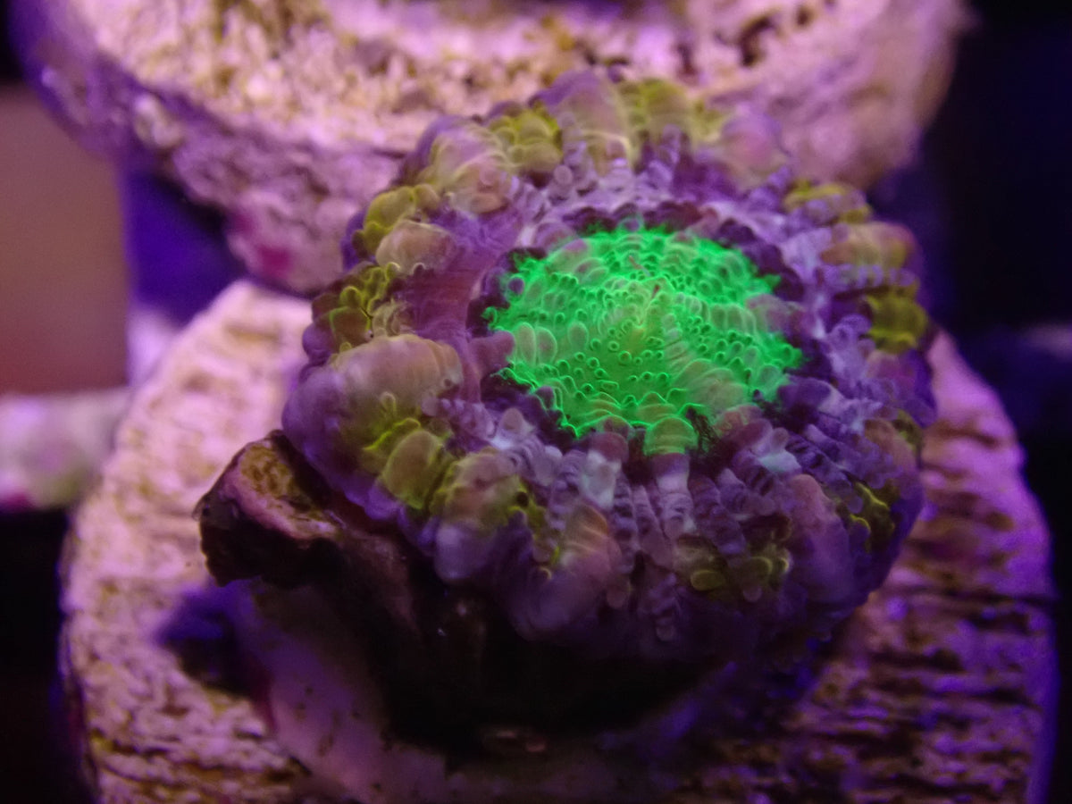 MA Captive Acan