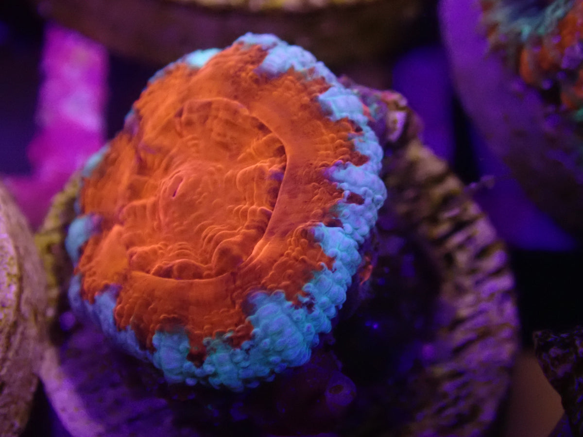 MA Captive Spawn Acan WYSI