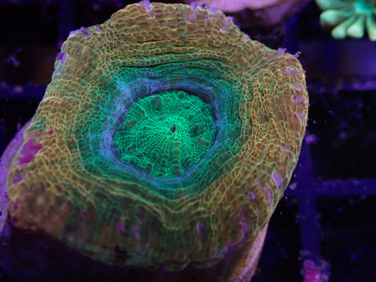 WYSI Green & Gold Bowerbankii