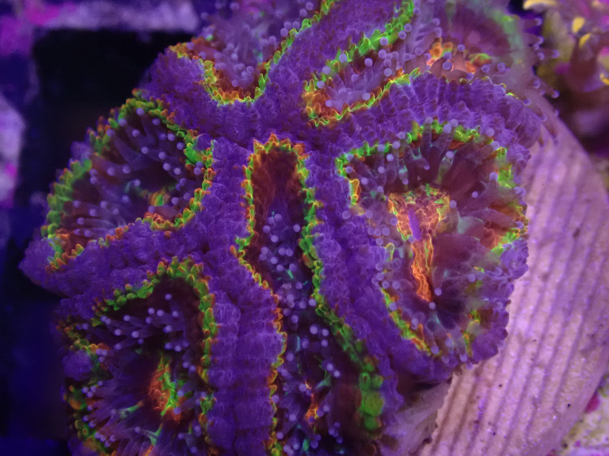 WYSI Rainbow Acan