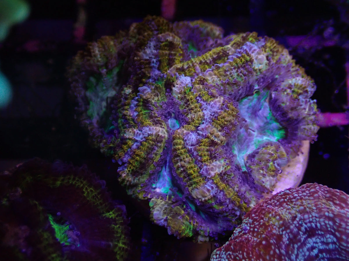 Gold & Blue Acan WYSI