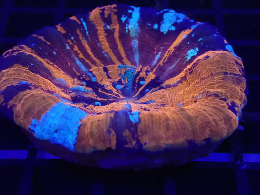 Superman Scolly WYSIWYG