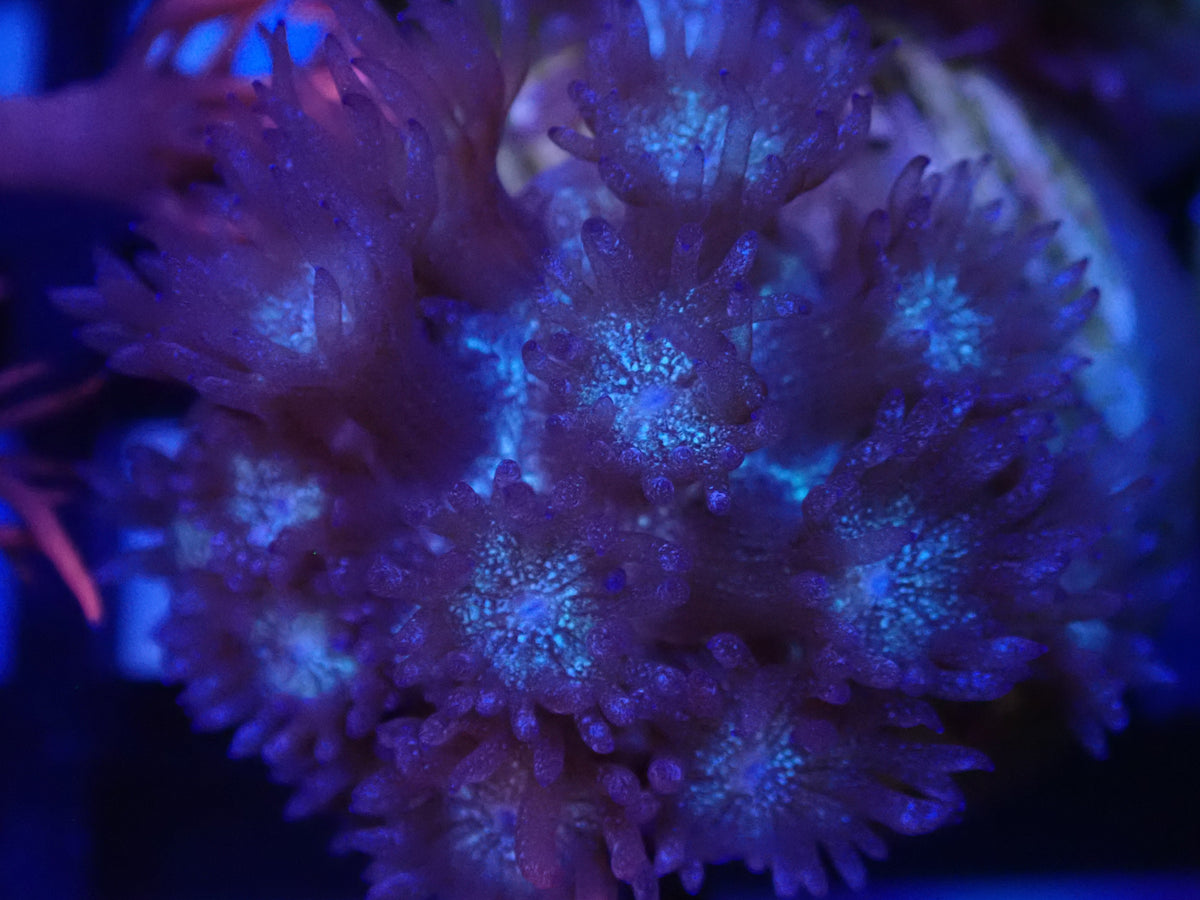 Blue Glitter Goni