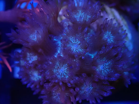 Blue Glitter Goni