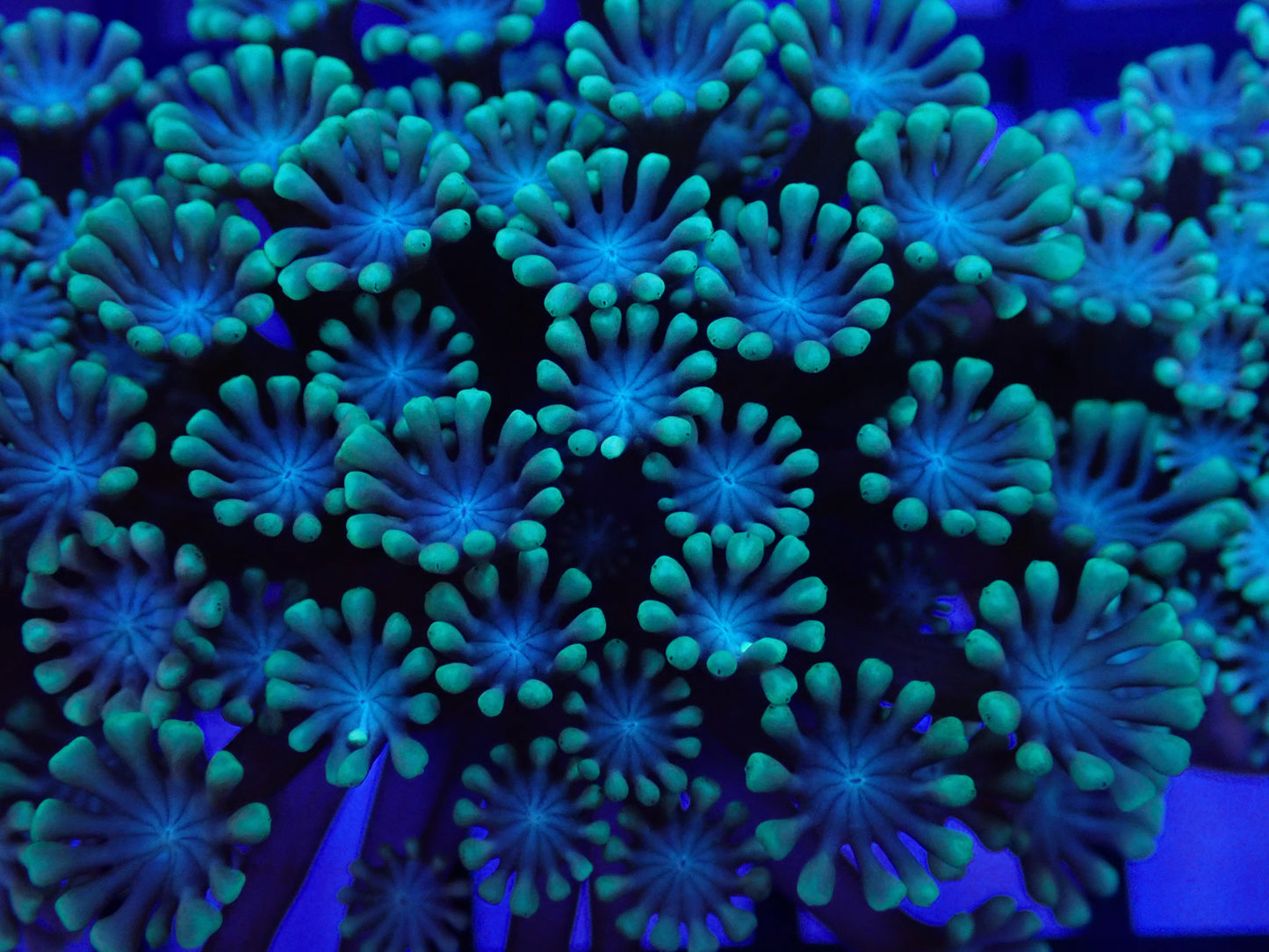Light Blue Alveopora Frag