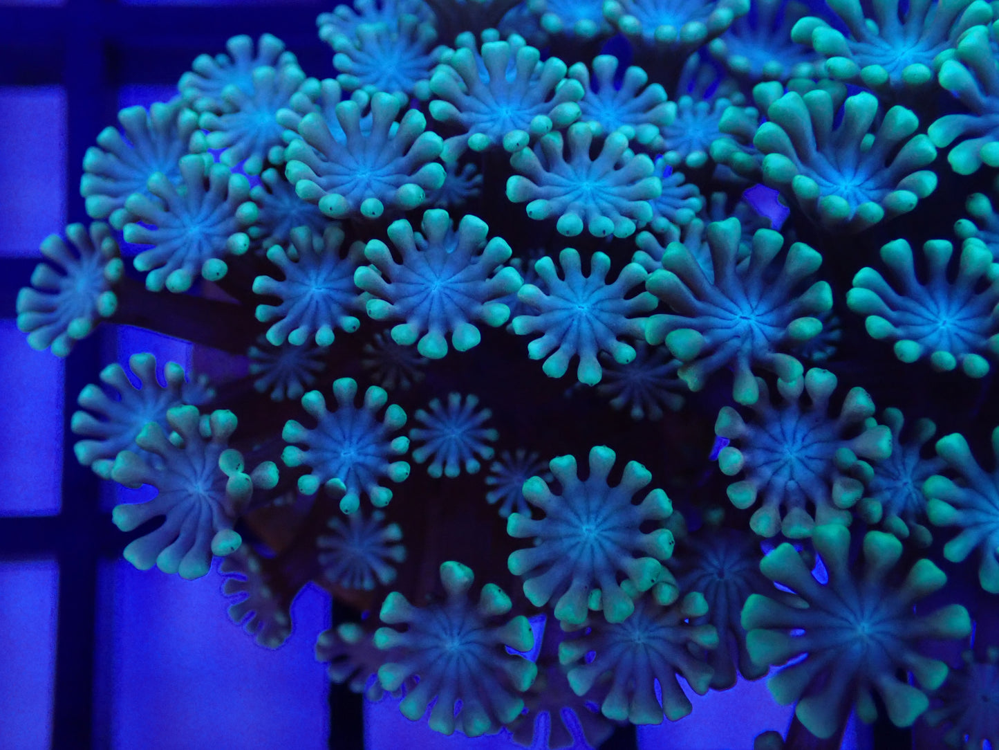 Light Blue Alveopora Frag