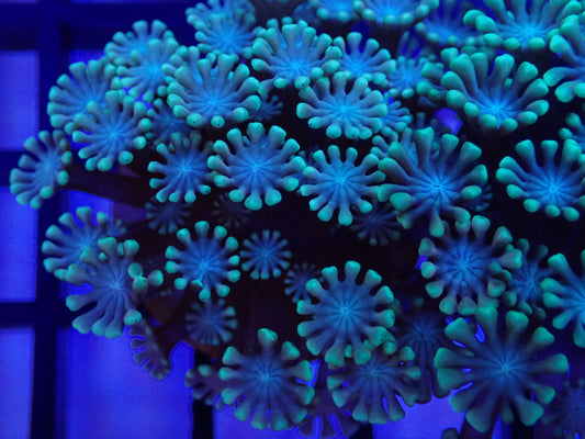 Light Blue Alveopora Frag