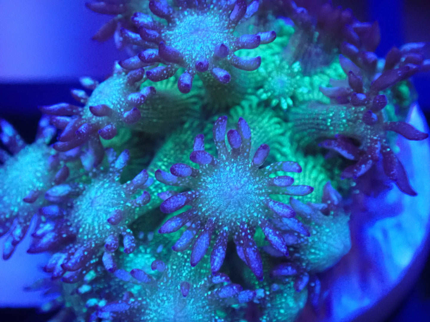 RARE Light blue face green glitter goni