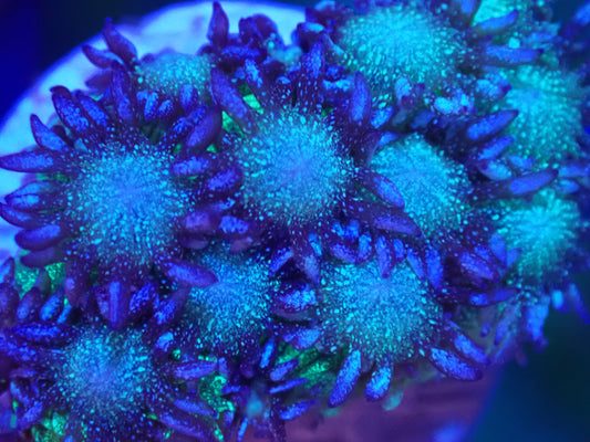 RARE Light blue face green glitter goni