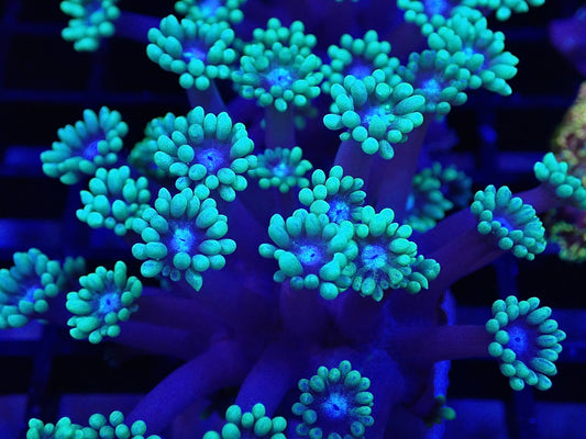 Green tip blue stem goni