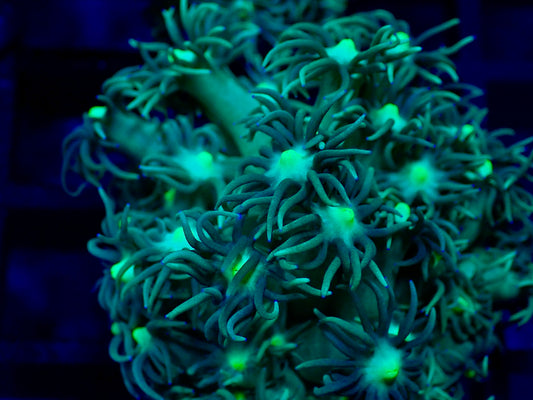 Yellow Eye Green Goni