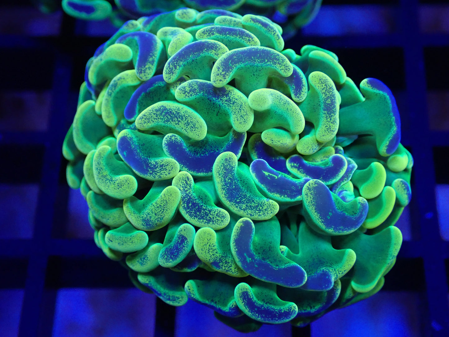 MA Neon Pulse Hammer