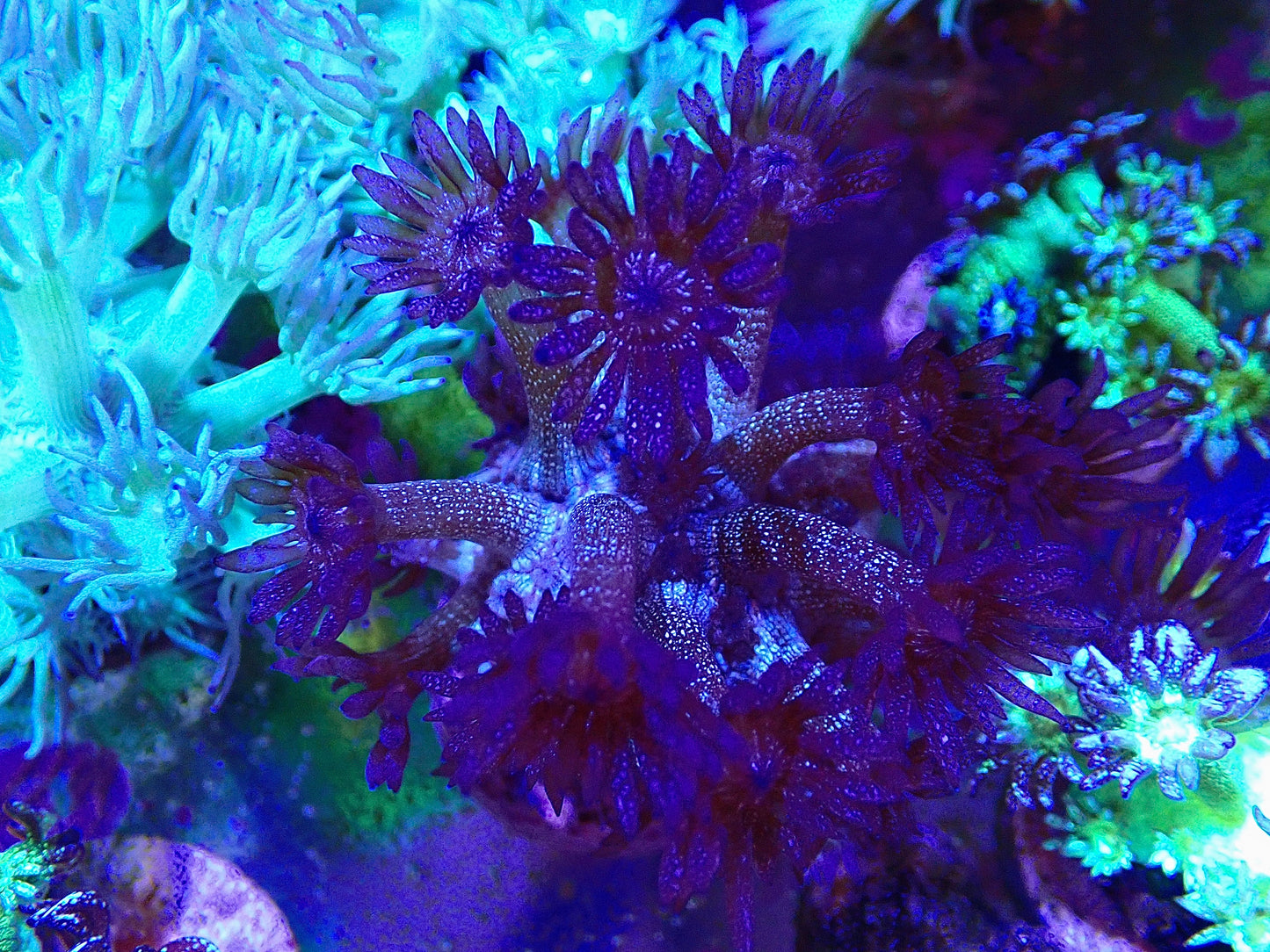 Blue Dreams Glitter Gonipora