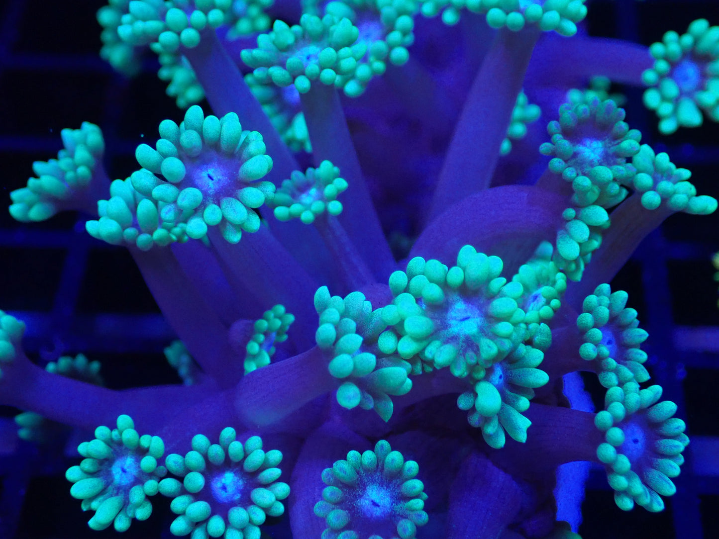 Green tip blue stem goni