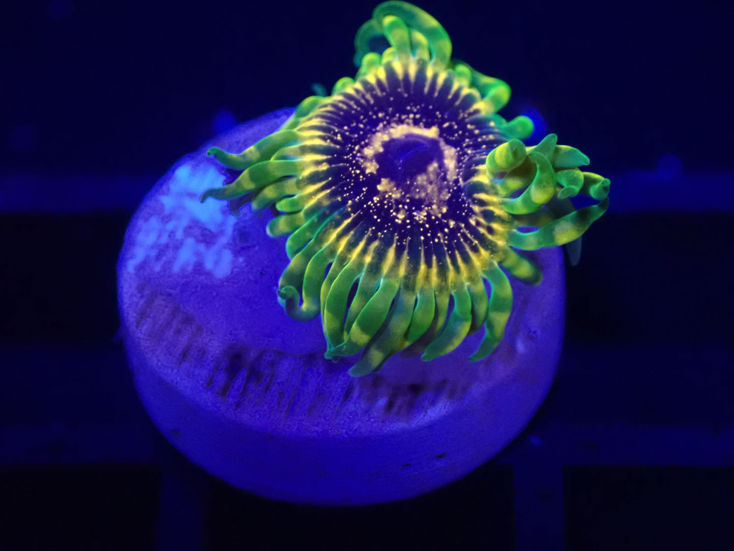 Adonis Zoanthid Polyp
